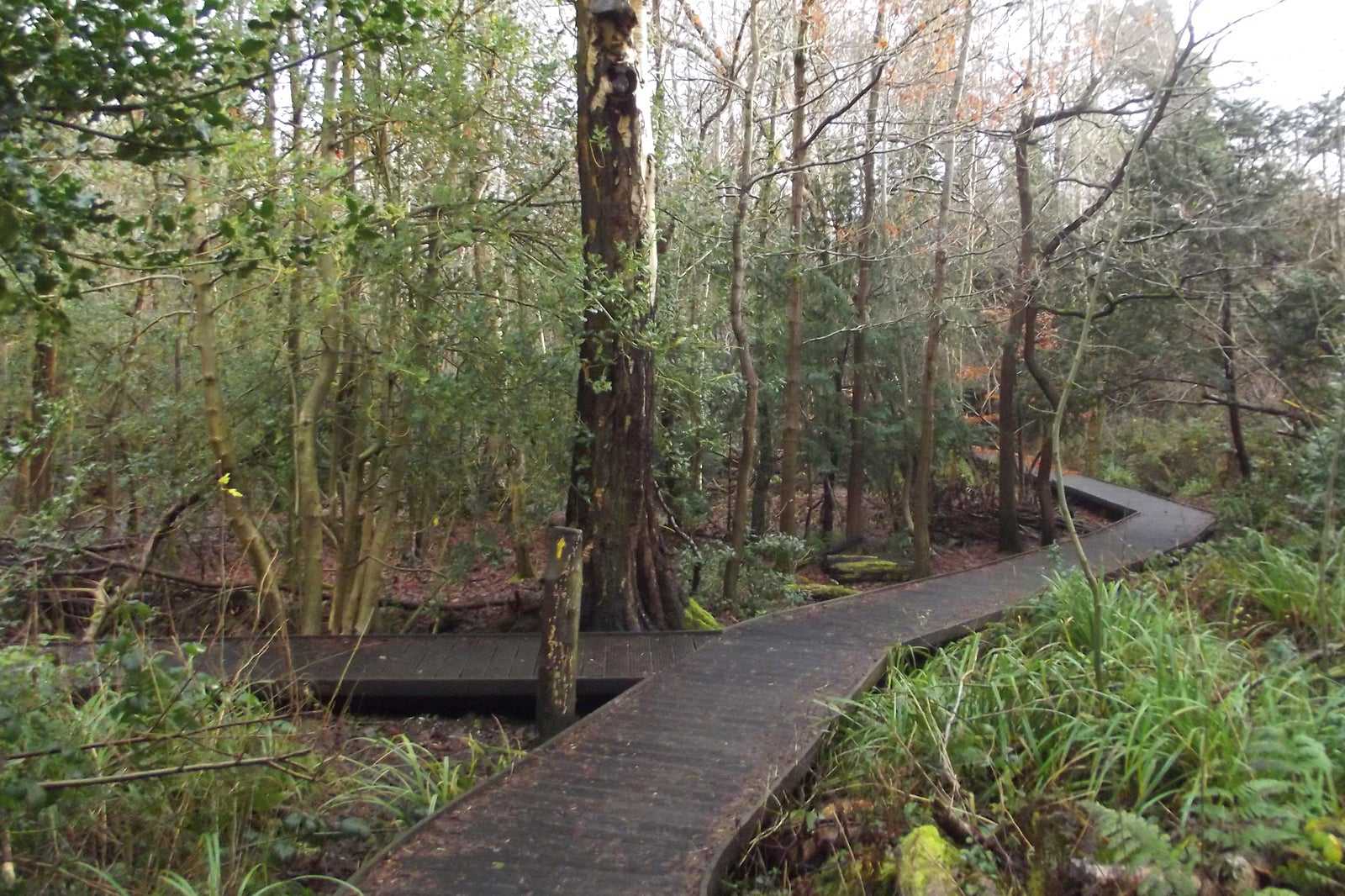 Moseley Bog