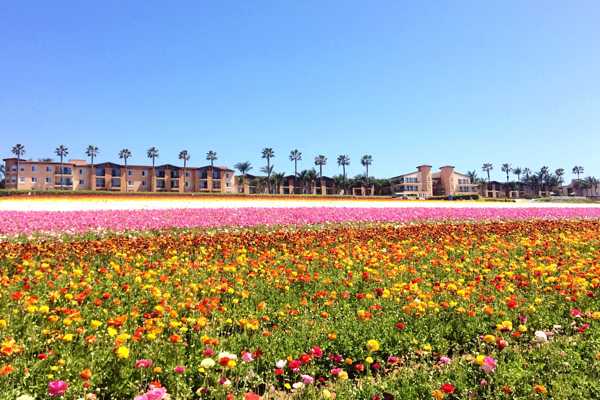 Carlsbad Ranch in San Diego