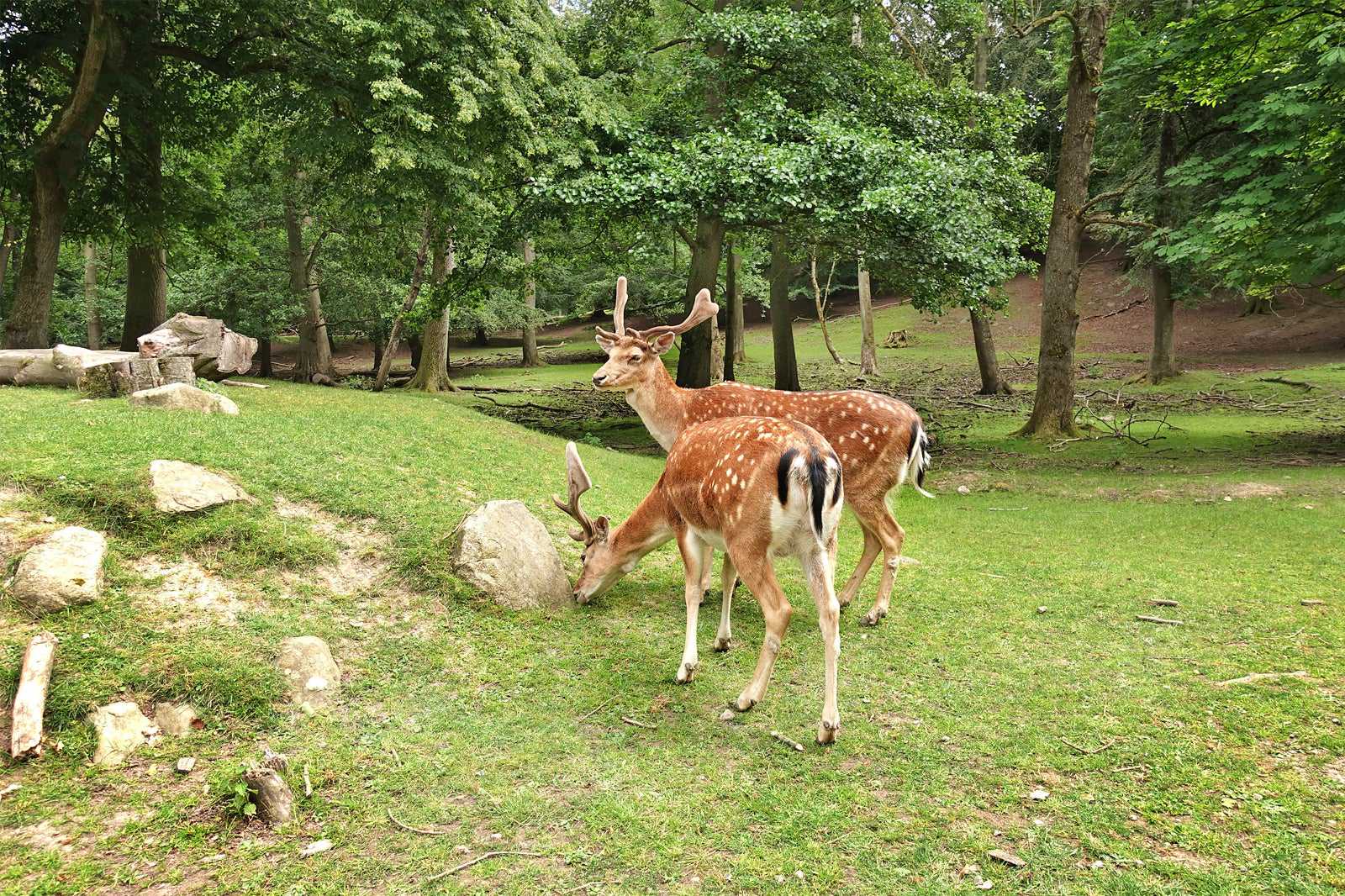 Marselisborg Deer Park (Marselisborg Dyrehave)