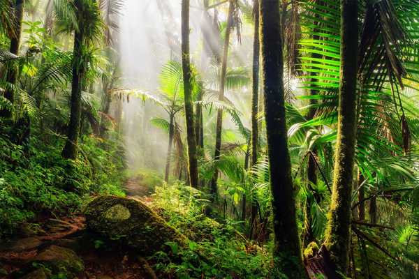 El Yunque National Forest in Puerto Rico