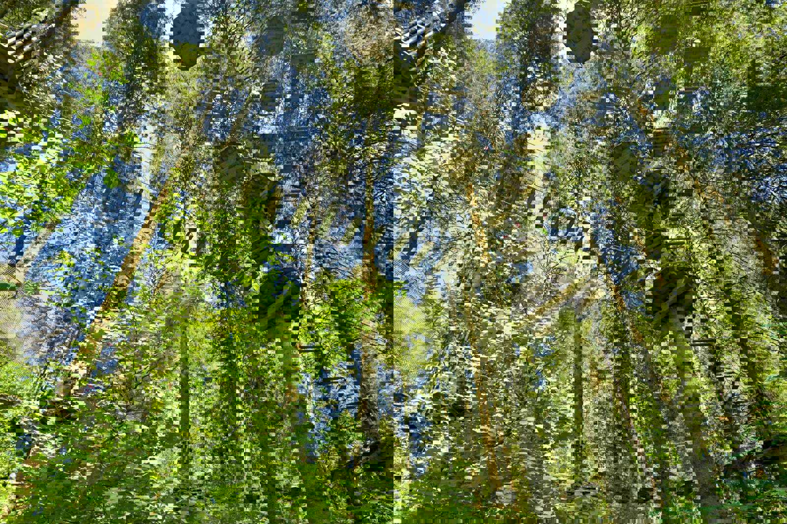 Grizedale Forest