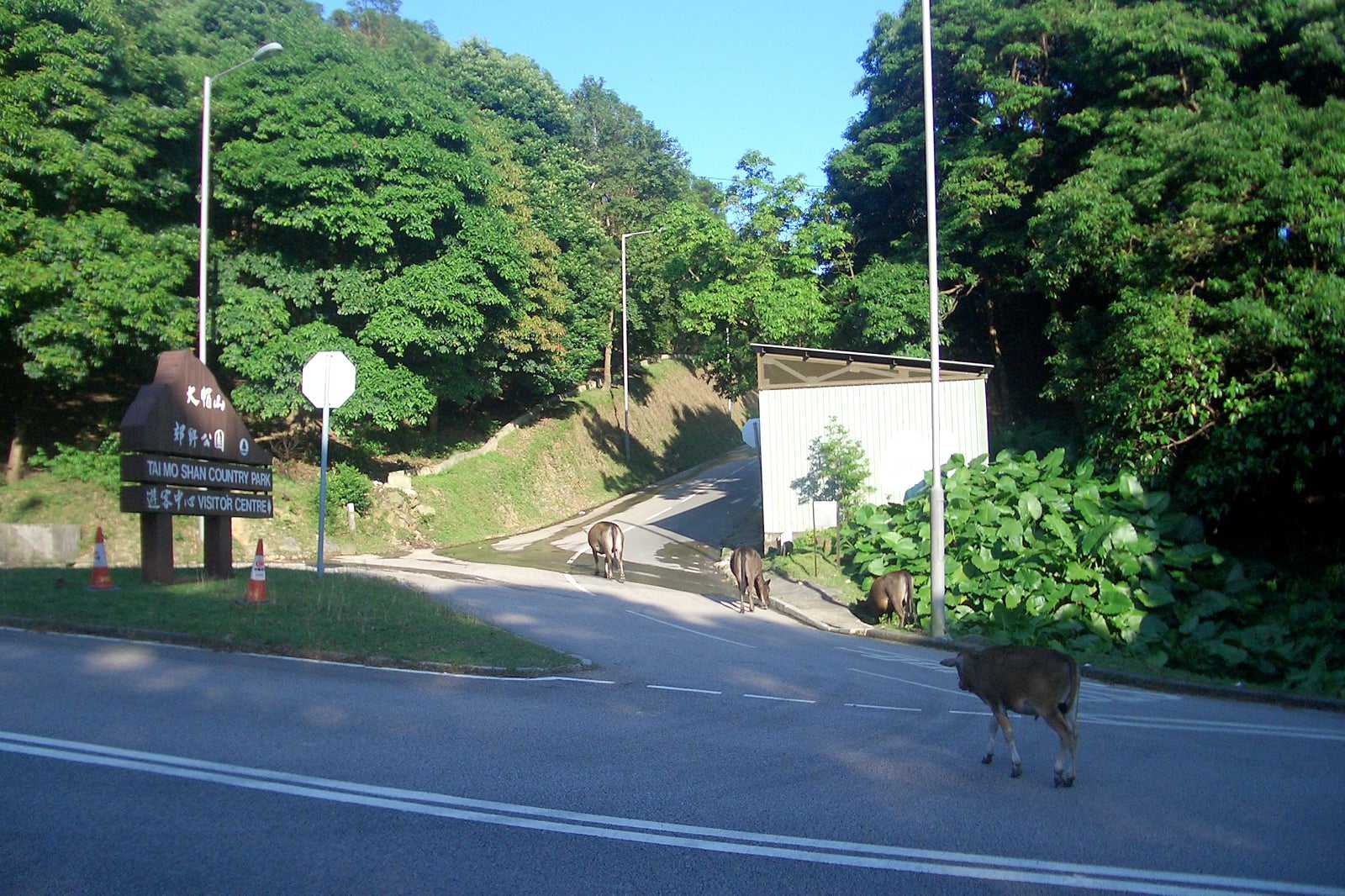 Tai Mo Shan Country Park