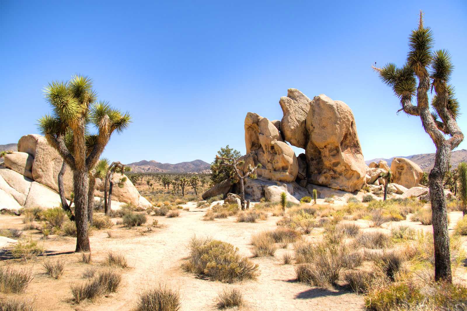 Joshua Tree National Park