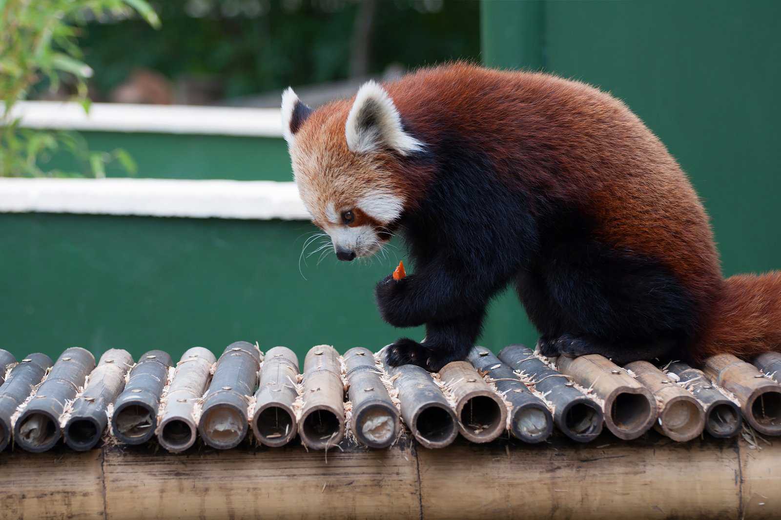 Shepreth Wildlife Park