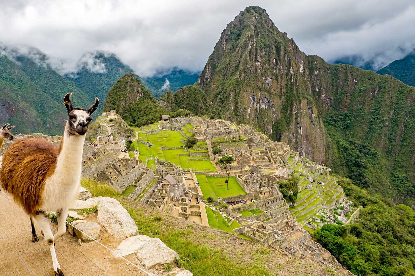 A llama walks a trail against the backdrop of a view of Machu Picchu