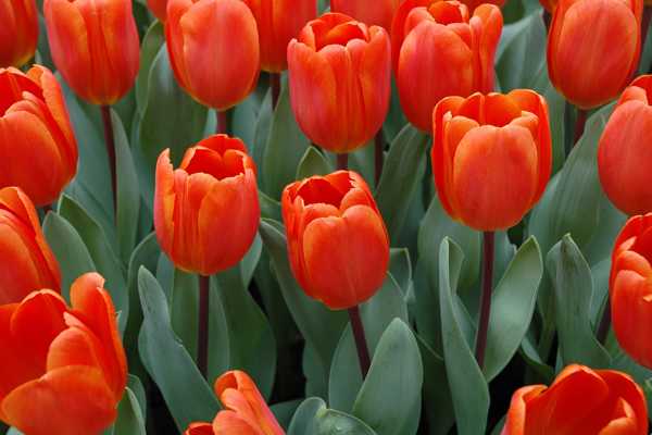 Tulip Museum