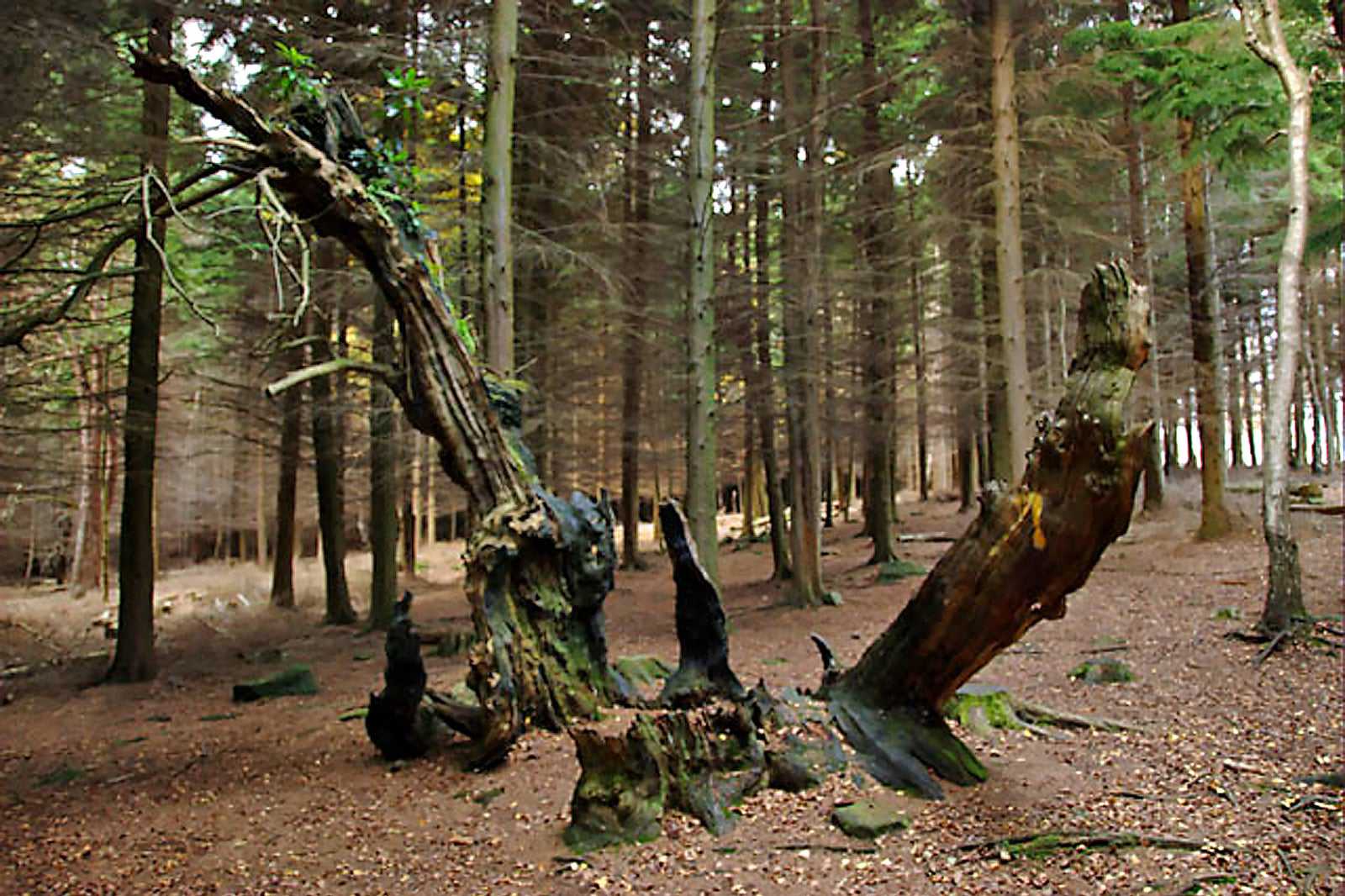 Betty Kenny’s Tree