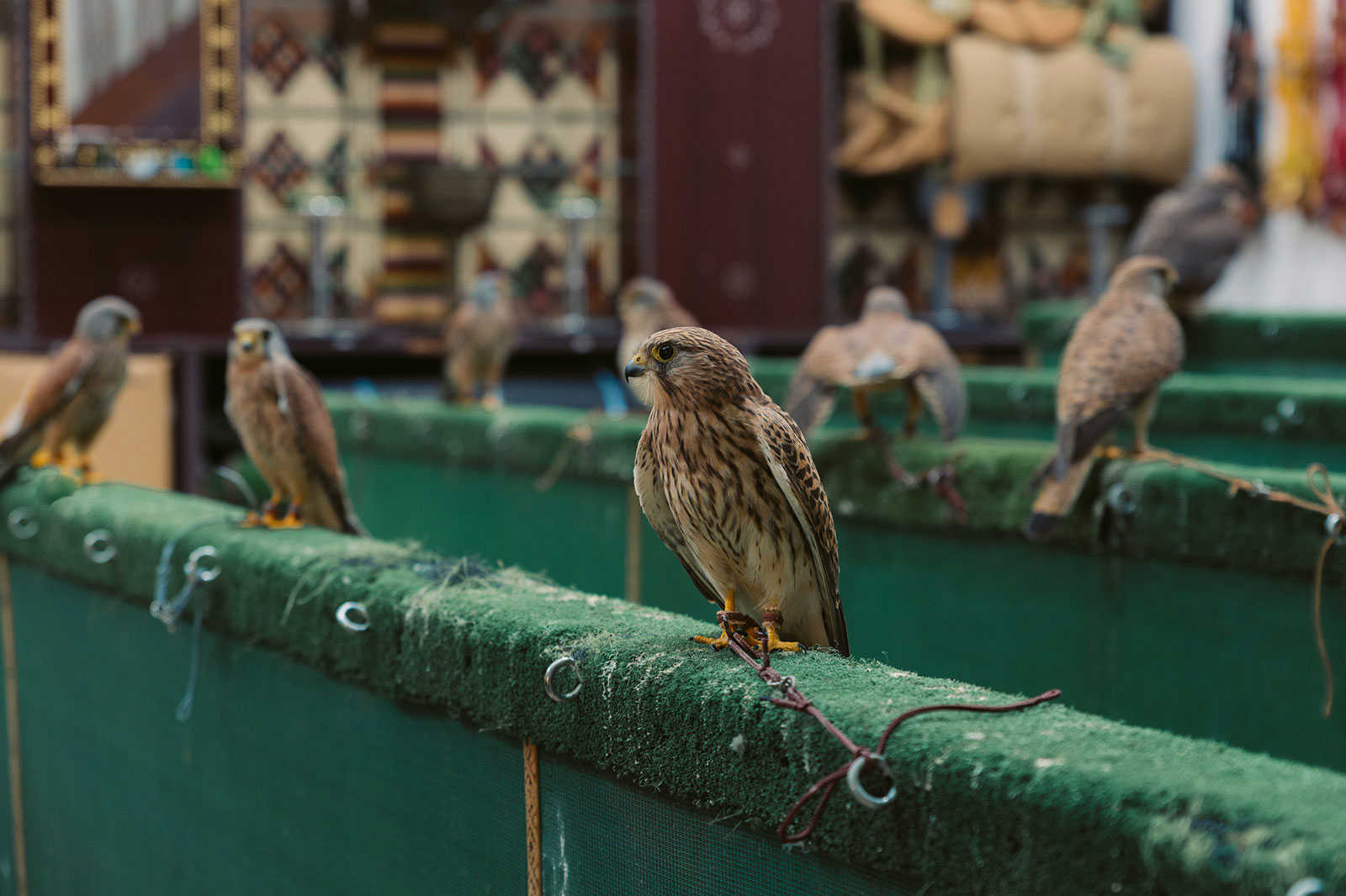 Falcon Souq