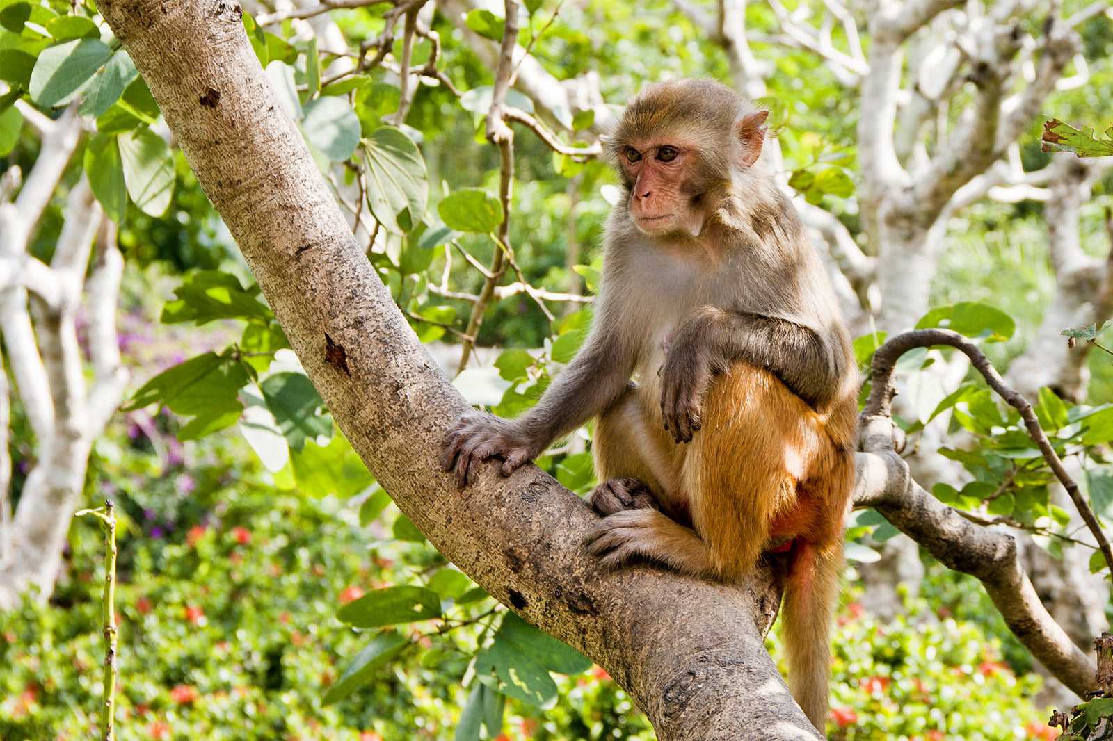 Nanwan Monkey Island
