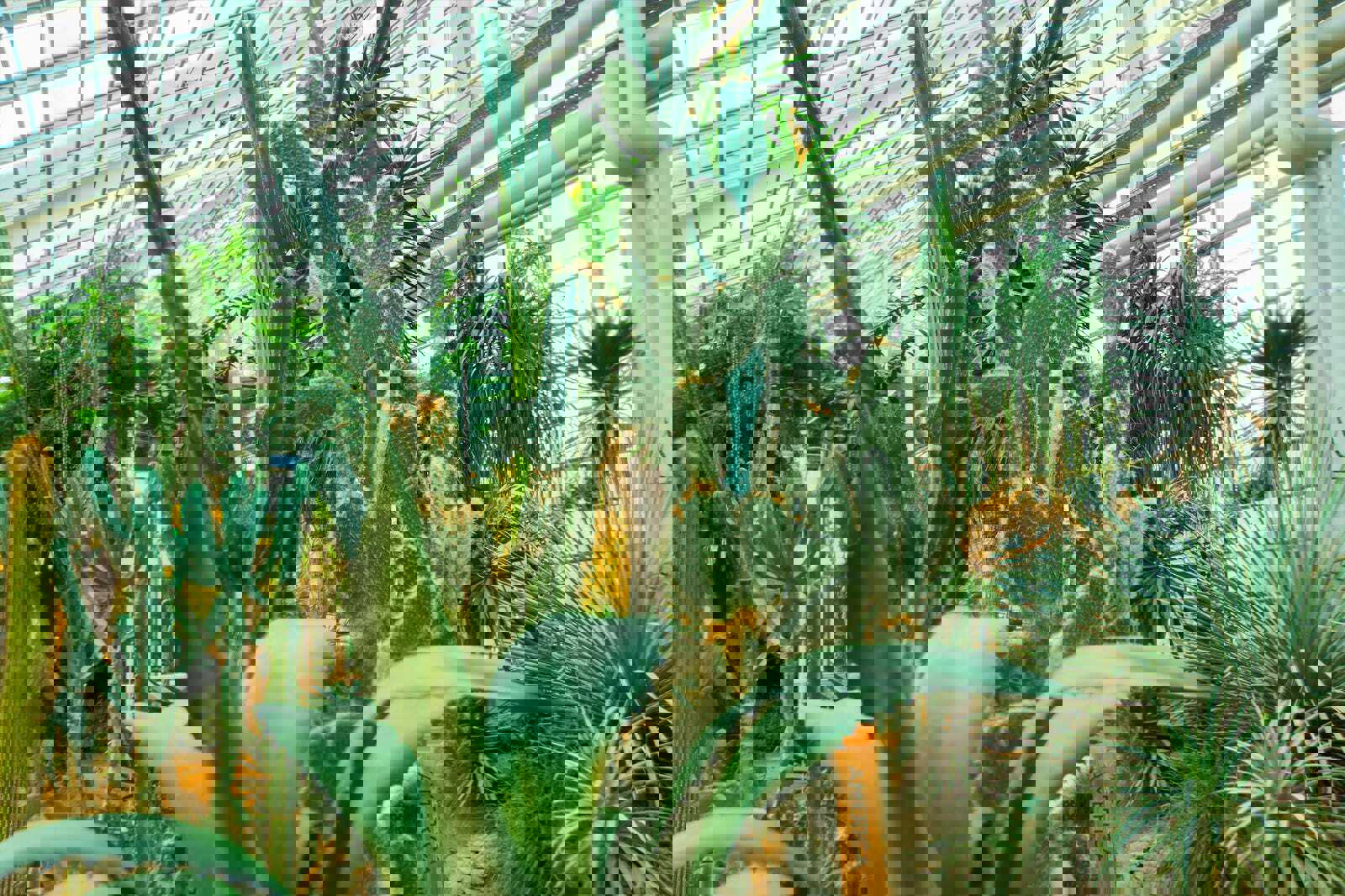 The Greenhouses at the Botanical Garden (Botanisk Have)
