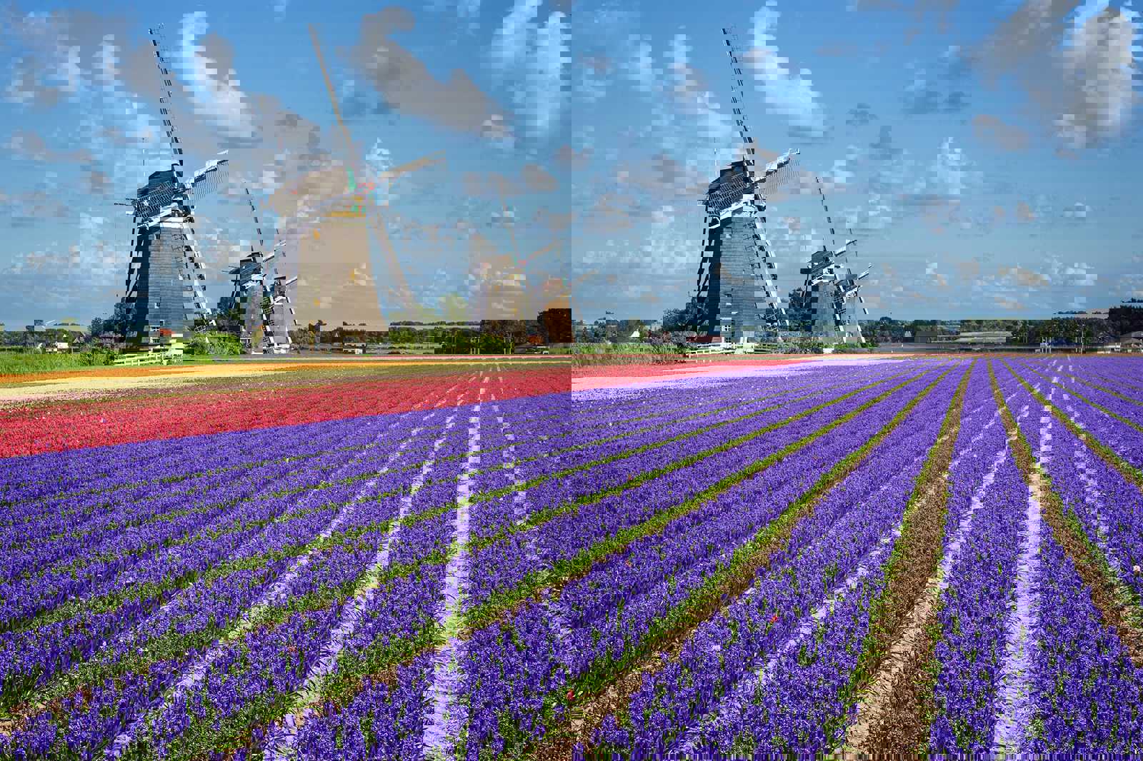 Daytrip to Bollenstreek
