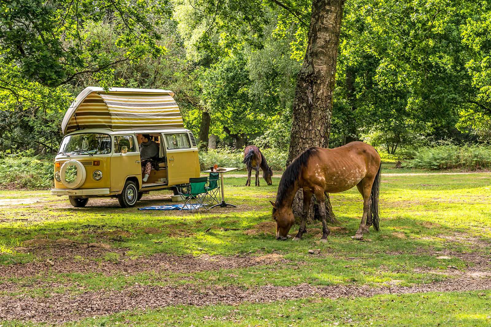 10 Best Things to Do in New Forest National Park