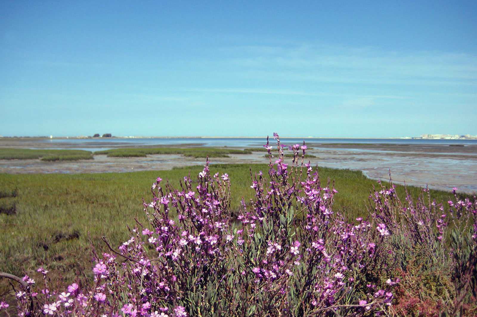 Cadiz Bay Natural Park