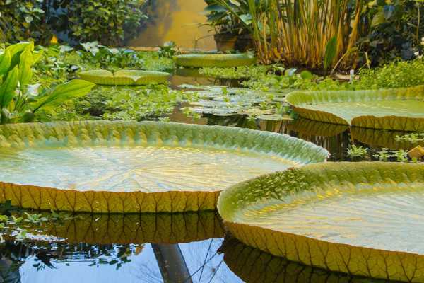 Botanical Garden (Botanisk Have) in Aarhus