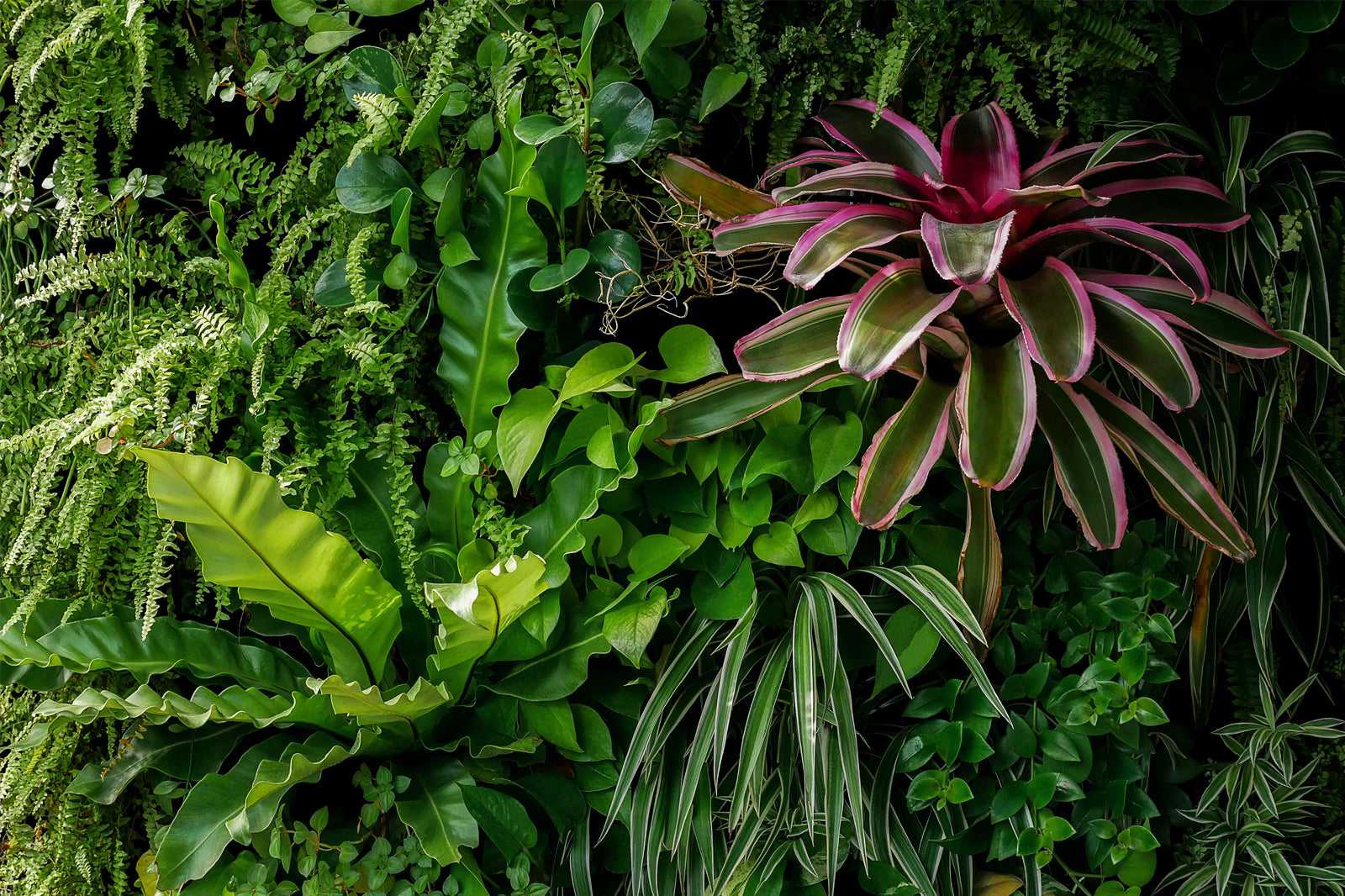 The Living Rainforest