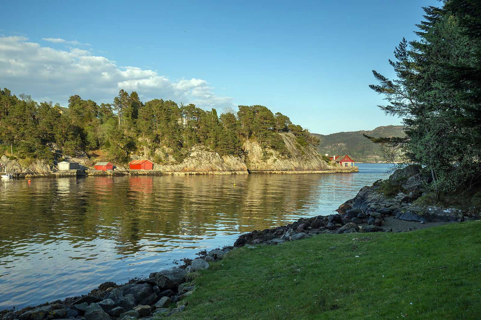 Grønevika