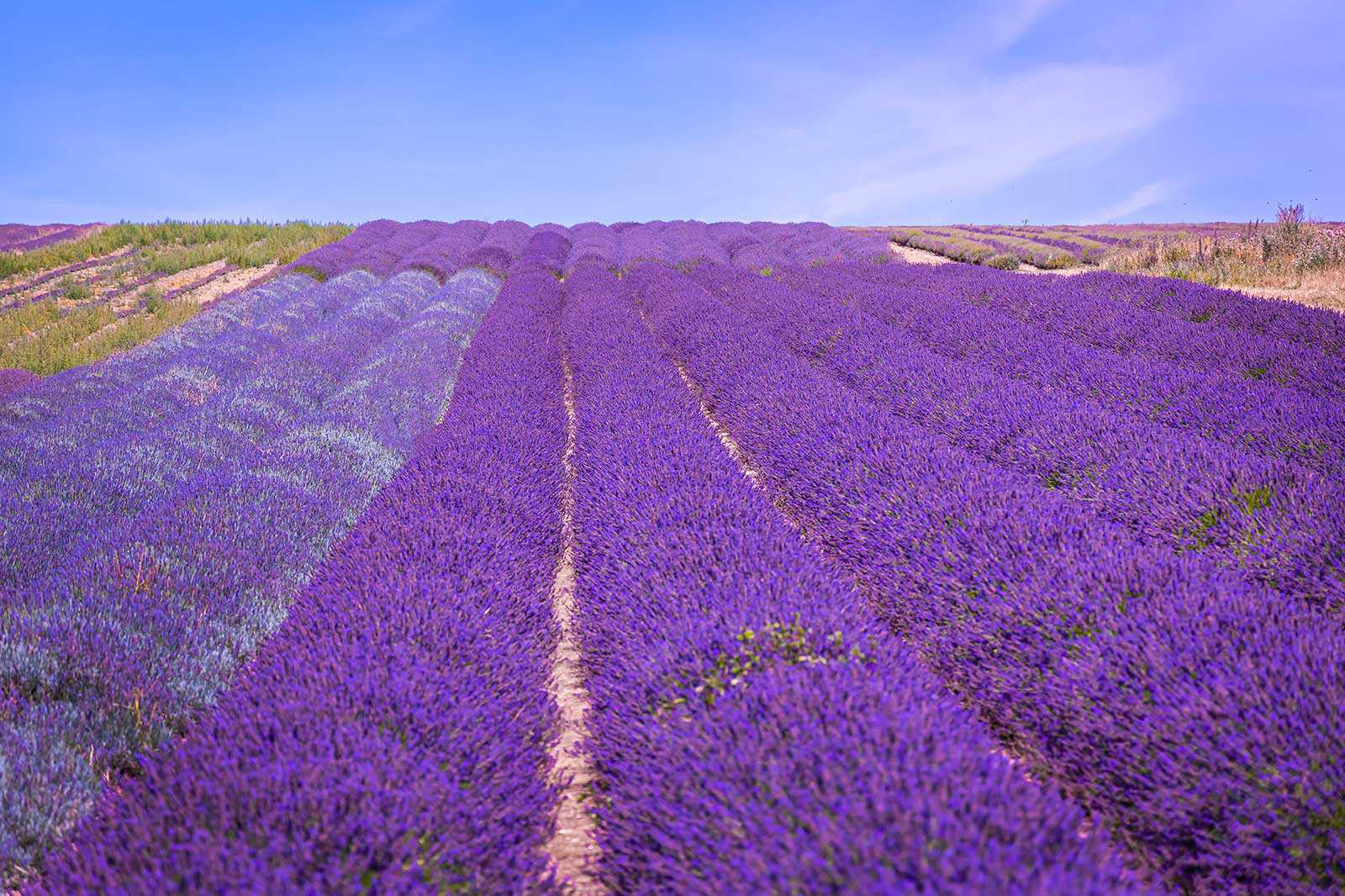10 Best Lavender Fields In London Where Are The Most Popular Lavender 10-best-lavender-fields-in-london-where-are-the-most-popular-lavender