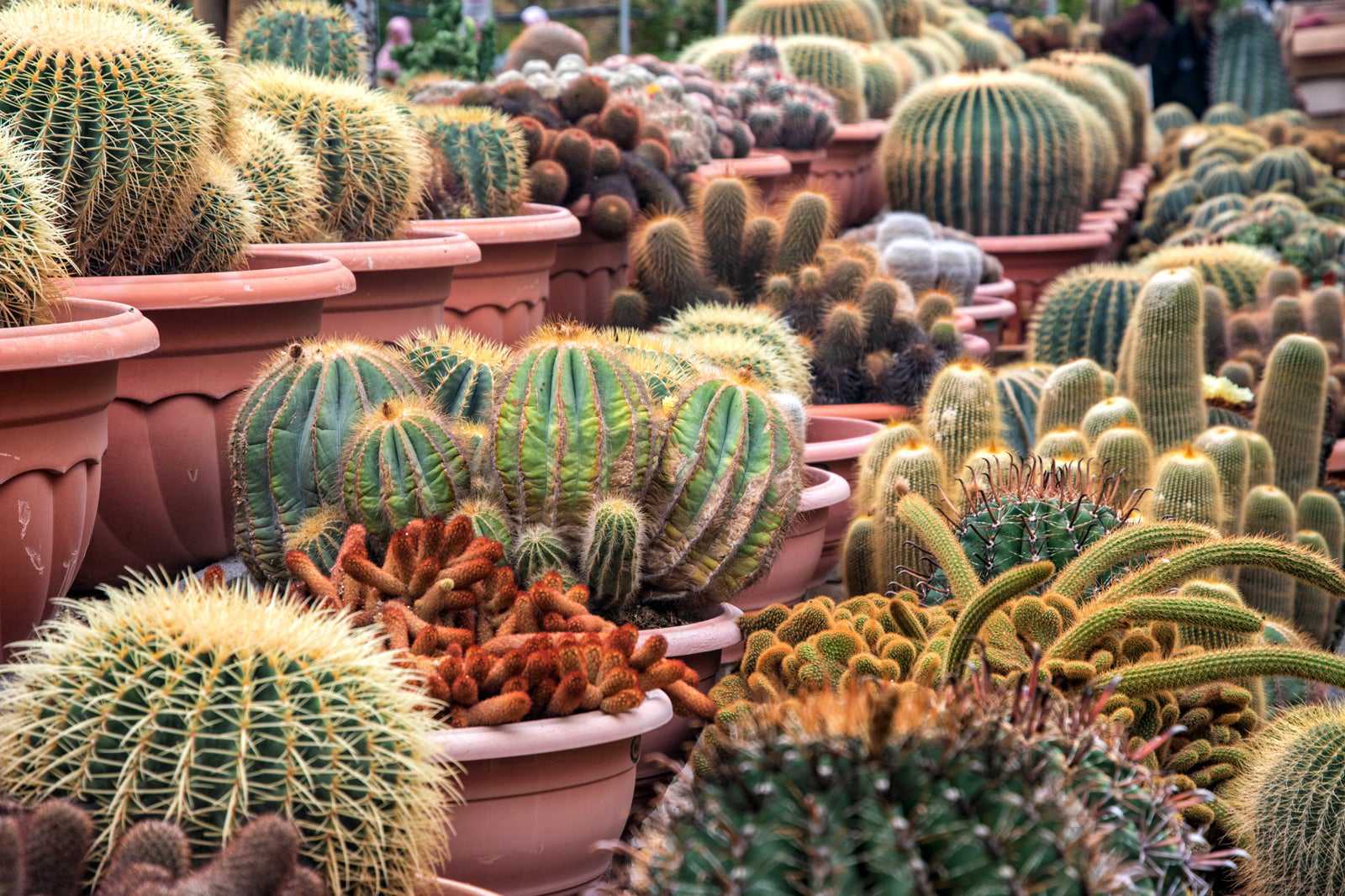 10 Best Things to Do in Cameron Highlands - What is Cameron Highlands Most Famous For? - Go Guides