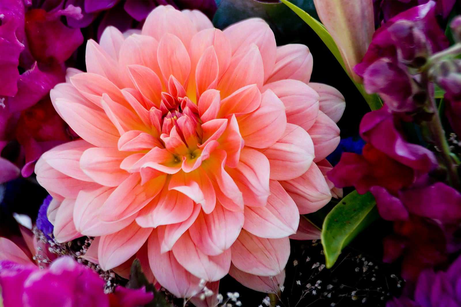 Coronado Flower Show