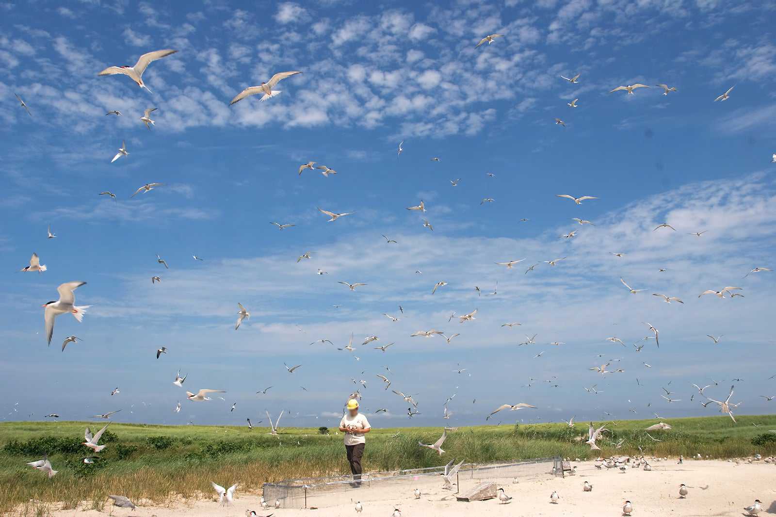 Monomoy National Wildlife Refuge