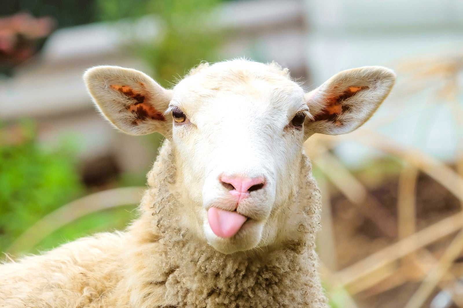 North Devon Show